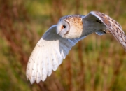 雷火电竞主播-封锁与奔涌，当马赛的铁壁遇见国家德比的怒涛—两个无关的瞬间，同一个足球的本质