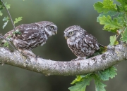 雷火电竞入驻-活塞斩落鹈鹕，关键先生英格拉姆，为何亲手将胜利钥匙递给对手？